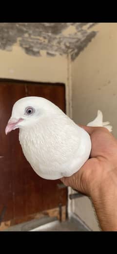 Sialkoti Wehshiii