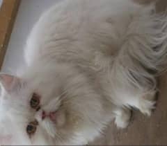 male triple coated vaccinated
