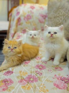 White and Yellow Triple Coated  blue eyes Kittens