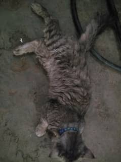 vaccinated persian cat