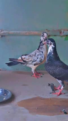 for sale