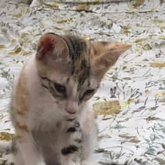 Cute