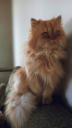 Persian Breeder Pair with kitten