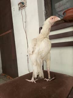 heera