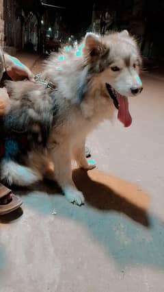 Siberian Husky
