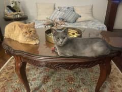 Persian kitten for sale in islamabad e 11