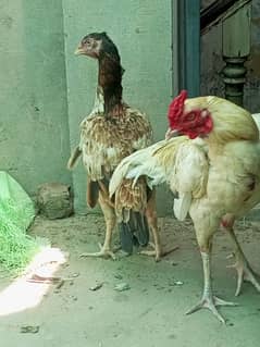 aseel joda