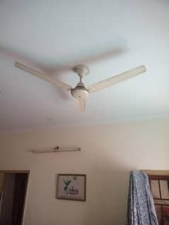 2 royal fans 56"