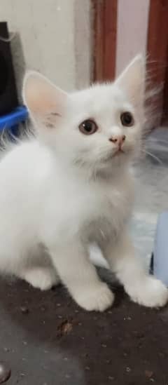 Persian kittens