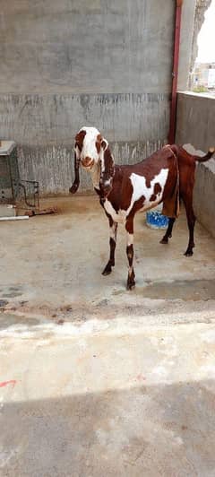 Gote For Sale