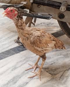 hen asleep sindhi