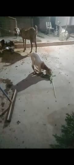 1 goat with 3 kids 2 male and 1 female