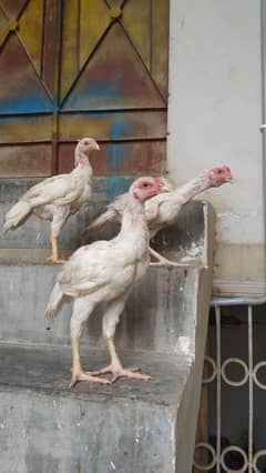 Heera aseel Shamo indian parrot beak cross breed