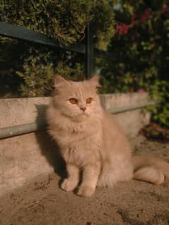 Persian cat pair for sale