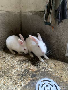 Rabbits pair