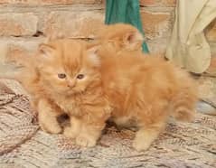 Persien kitten punch face