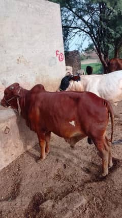 bachry