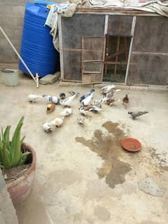 pigeons