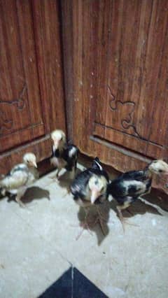 shamoo chick's available  per piece  45l00