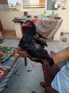 Aseel chicks