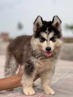 Siberian husky puppies are available for sale