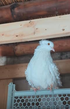 Back Frill Breeder Pair