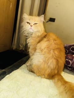 Male Tom persion
