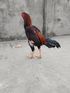 aseel murga laka