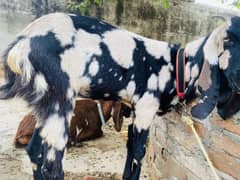 Desi Bakri  Ghar Ki