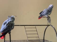 African Grey /  african grey parrots / parrots  grey parrots