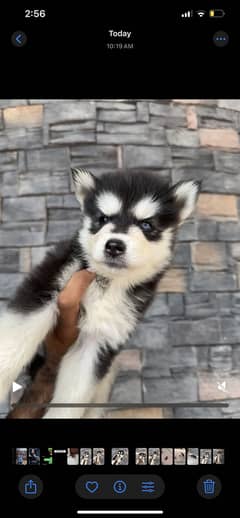Husky pair for sale
