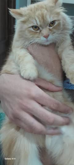 Persian cat for adoption