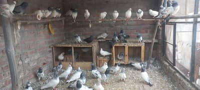 complete samn sell krny han with pian