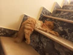 2 Persian cats