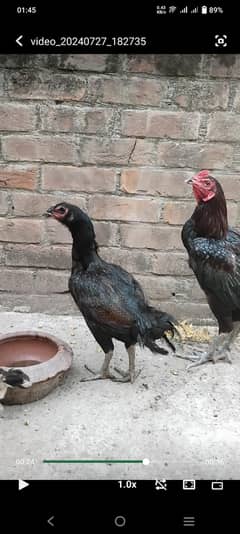 Black eyes Thai dragon eggs and chiks available