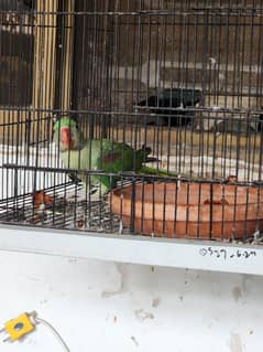 raw pair with chick