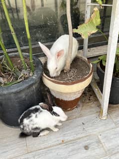 Rabbits