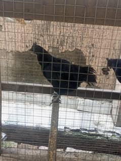 1 male+3female