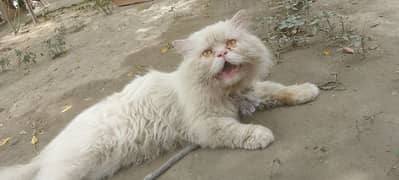 Punch face male available for stad only