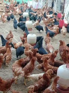 lohman brown | lohman black | egss laying hens | F1 breed |