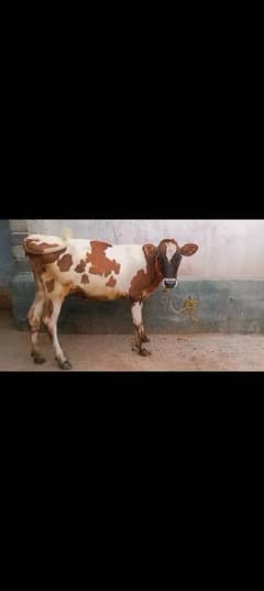 heifer (vachi) cow