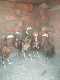 aseel murge hens