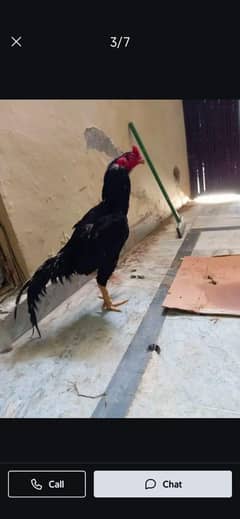 Aseel Lasani urgent sale