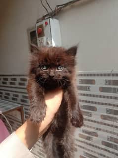 kitten