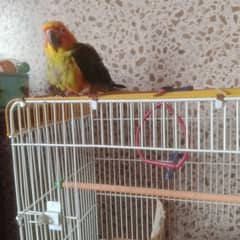sun conure