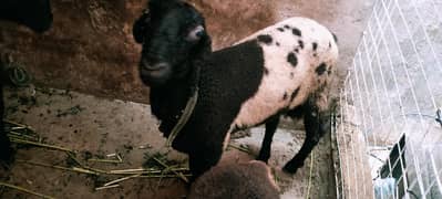 Ablack Dumba