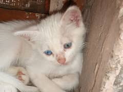 Persian cat. . Persian kitten