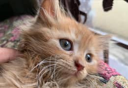 2 months kitten