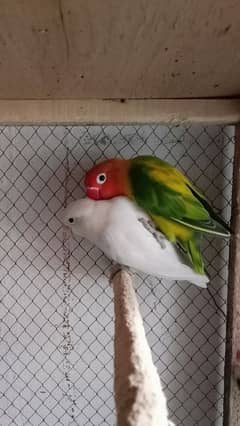 parrot