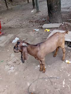 Khira